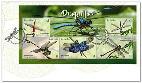 Australia 2017 Dragonflies 1fdc.jpg