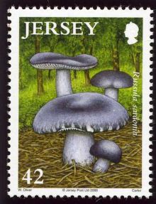 Jersey 2009 Fungi.42p.jpg