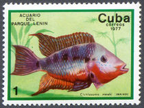Cuba 1977 Fish in Lenin Park Aquarium 1c.jpg