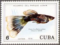Cuba 1978 Fish in Lenin Park Aquarium (series II) 6c.jpg