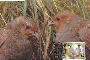 Yugoslavia 2000 Endangered Species - Partridges 1mc.jpg