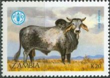 Zambia 1987 Cattle d.jpg