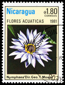 Nicaragua 1981 Aquatic Flowers 1,80cor.jpg