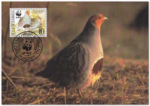 Yugoslavia 2000 Endangered Species - Partridges 3mc.jpg
