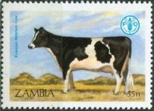 Zambia 1987 Cattle a.jpg