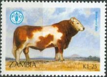 Zambia 1987 Cattle b.jpg