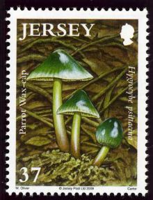 Jersey 2009 Fungi.37p.jpg