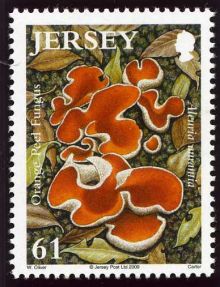 Jersey 2009 Fungi.61p.jpg