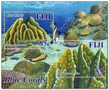 Fiji 2015 Blue Coral ms.jpg