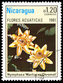 Nicaragua 1981 Aquatic Flowers 1,20cor.jpg
