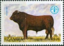 Zambia 1987 Cattle c.jpg